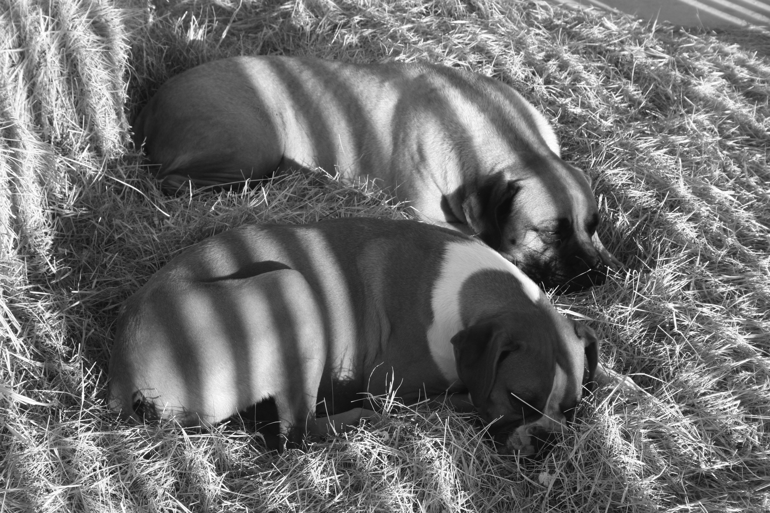 dogs-on-hay